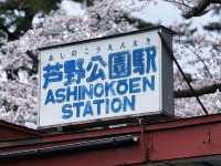 Through the Cherry Blossom Tunnel: A Fairytale Rail Journey to Ashino Koen