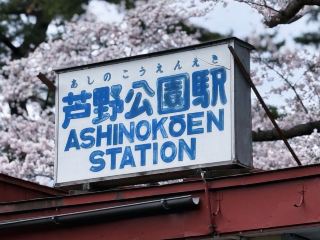 Through the Cherry Blossom Tunnel: A Fairytale Rail Journey to Ashino Koen