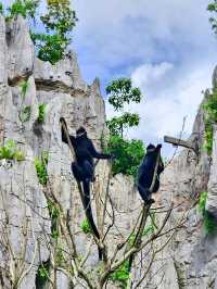 Rainforest Wild Asia – A Hidden Gem for Nature Enthusiasts