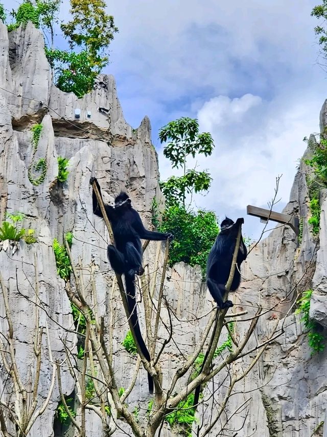 Rainforest Wild Asia – A Hidden Gem for Nature Enthusiasts