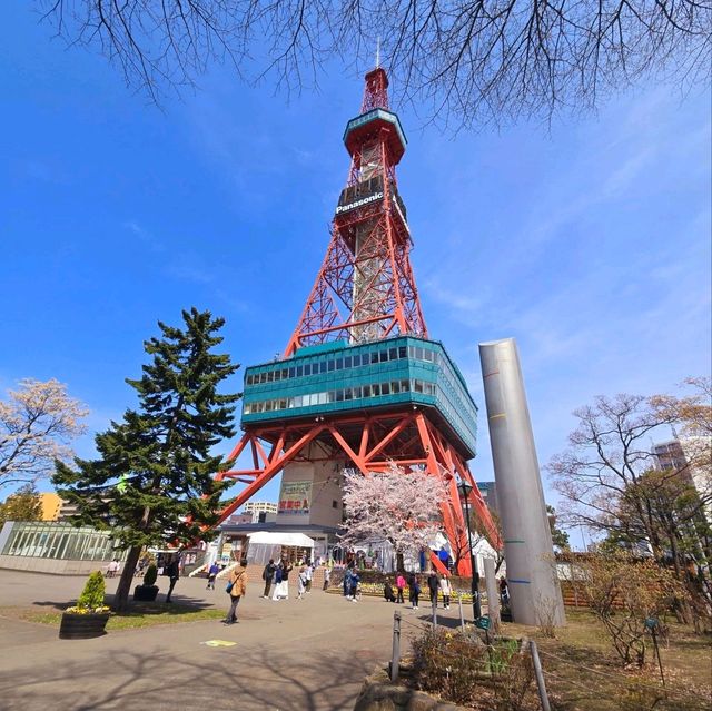Sakura Blooming in Sapporo: A Springtime Wonderland