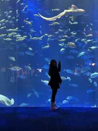 🐬✨【四國水族館——夢幻海底之旅】✨🐋