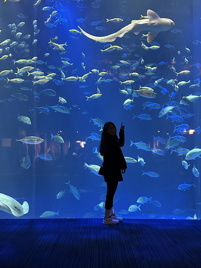 🐬✨【四國水族館——夢幻海底之旅】✨🐋