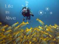 Scuba diving- ดำน้ำลึก ดูปะการัง ที่เกาะเต่า