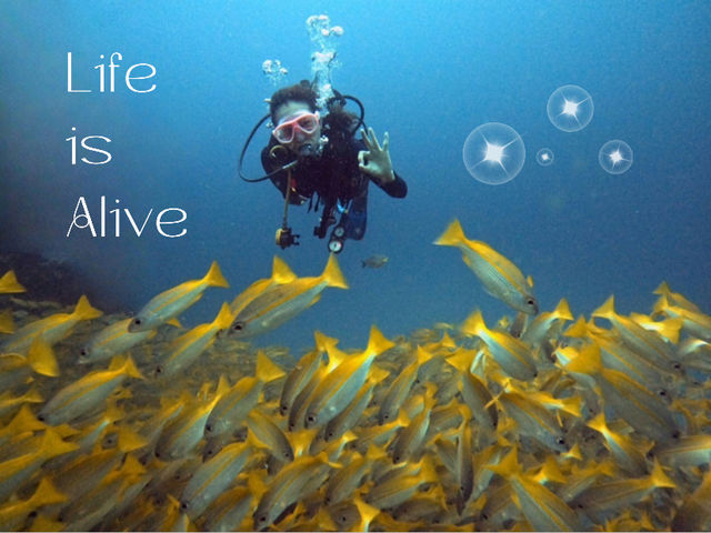 Scuba diving- ดำน้ำลึก ดูปะการัง ที่เกาะเต่า