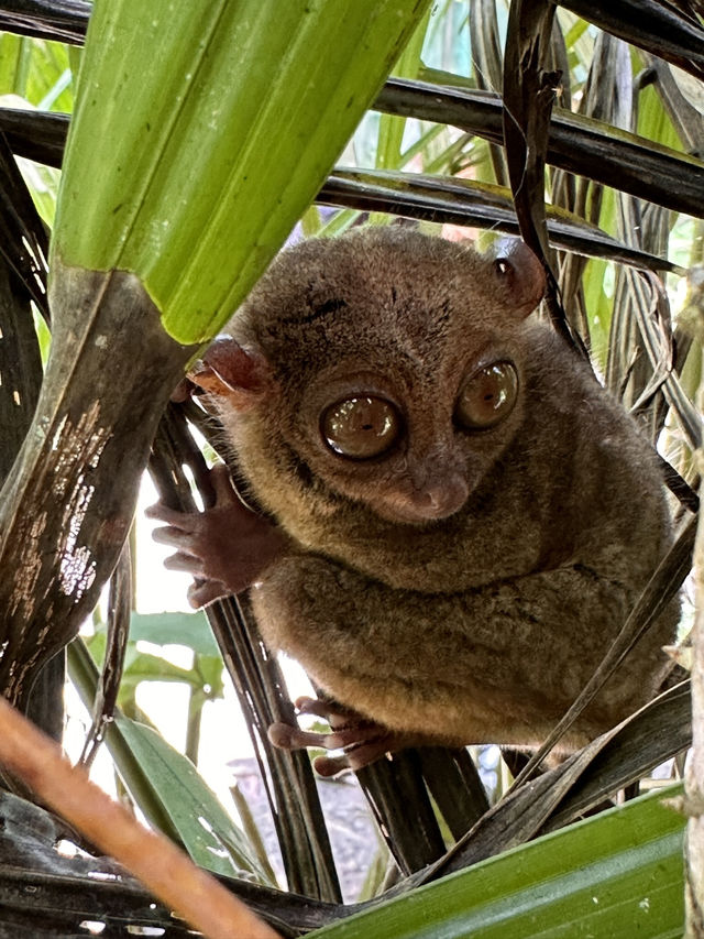  【ボホール島】  セブからたった2時間。 “森・川・動物”と遊べる、楽園のような島へ。