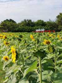 โครงการศึกษาวิธีการฟื้นฟูที่ดินเสื่อมโทรมเขาชะงุ้ม
