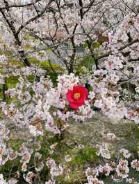 Quiet Beauty with Old Charm