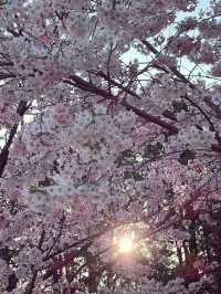 2025五月北海道獨遊追櫻之旅🌸 - 第一彈