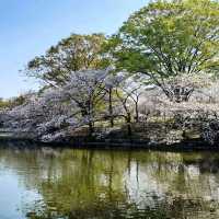 A Peaceful Cherry Blossom Escape