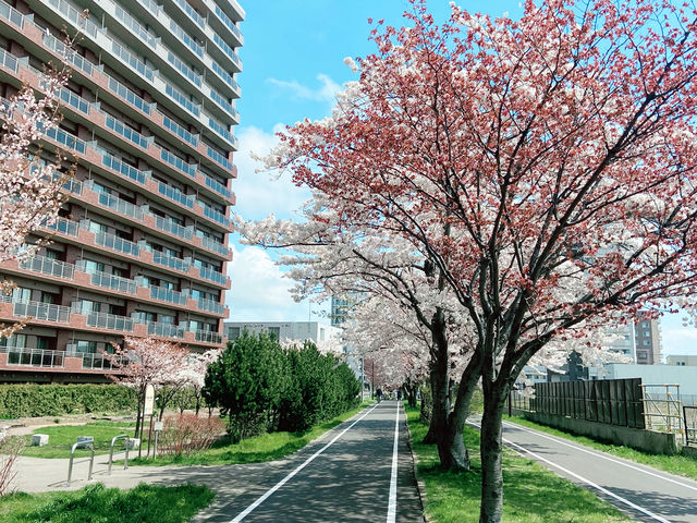 札幌 花見