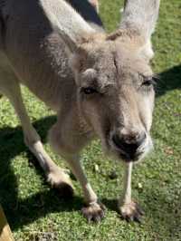 Caversham wildlife park