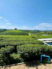 Sip & Savor the Scenery at Choui Fong Tea Plantation