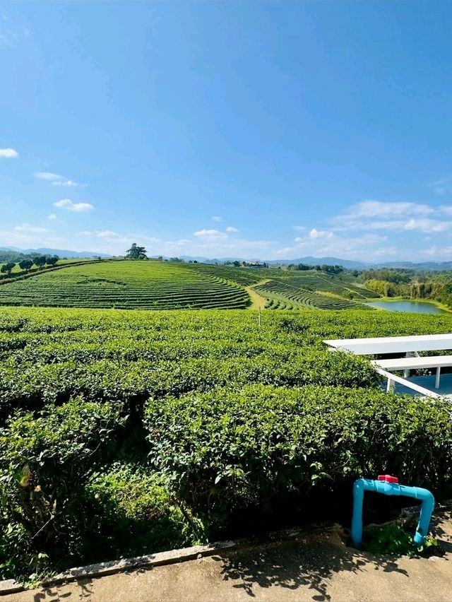 Sip & Savor the Scenery at Choui Fong Tea Plantation