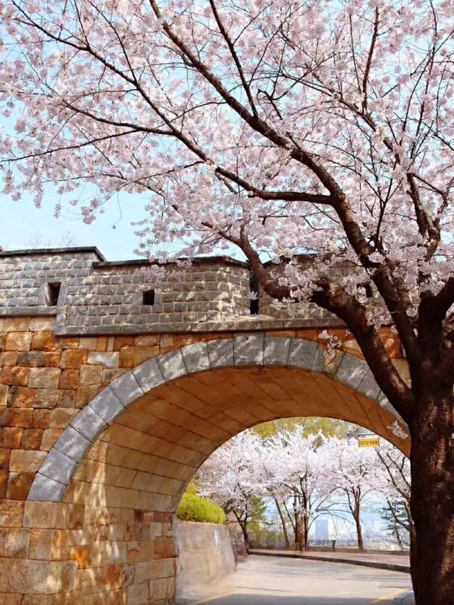 Suwon in Bloom: Cherry Blossoms Amidst Historic Beauty