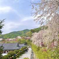 겹벚꽃 명소 각원사 🌸