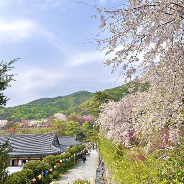 겹벚꽃 명소 각원사 🌸