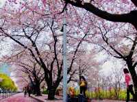 Pink Parade Along the Han: Walking Yeouiseo-ro in Full Bloom