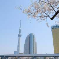 Japan – A Thousand Shades of Sakura Blossoms
