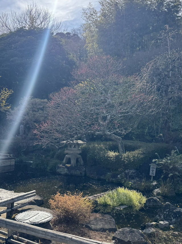 Hasedera Temple ✨ วัดเก่าแก่ในเมือง Kamakura