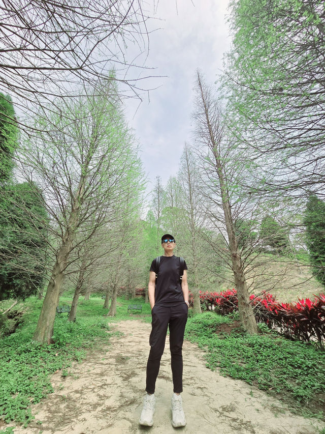 苗栗三灣落羽松莊園秘境