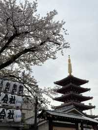 【🇯🇵】春の浅草散歩🎶