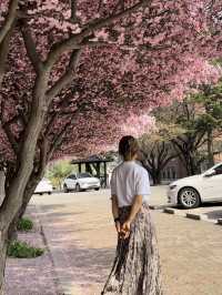 Cherry Blossom season in South Korea 