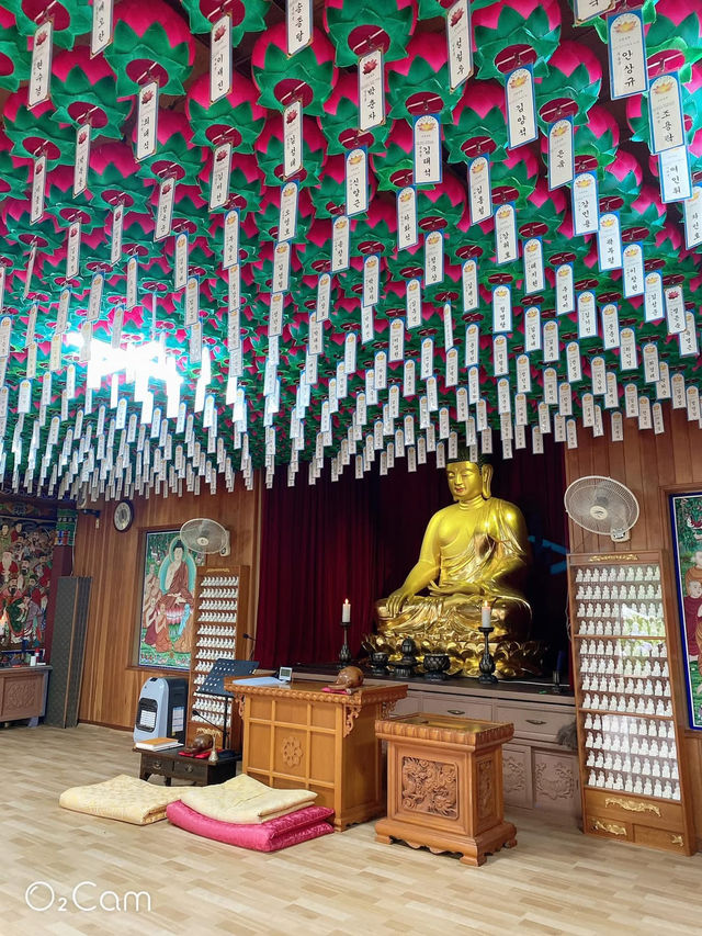 韓國🇰🇷釜山 太宗臺搭Danubi 小火車 六月來賞繡球花超值得！