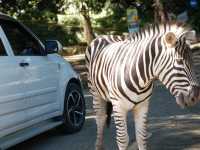 Ultimate Self-Drive Safari Day at Taman Safari Bogor — Jakarta Getaway Guide! 🚗🦓🦒