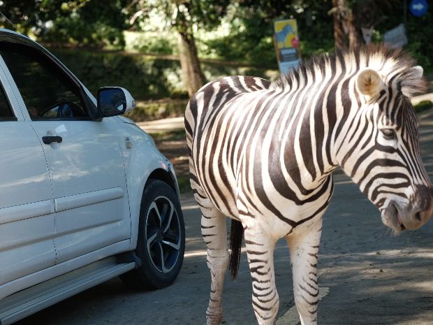 Ultimate Self-Drive Safari Day at Taman Safari Bogor — Jakarta Getaway Guide! 🚗🦓🦒