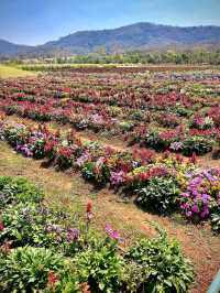 Bloom Overload at Khao Yai