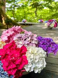 【福岡観光】今年も見たい❁⃘神社の紫陽花祭り♡