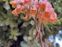 Beautiful Adelaide botanical garden