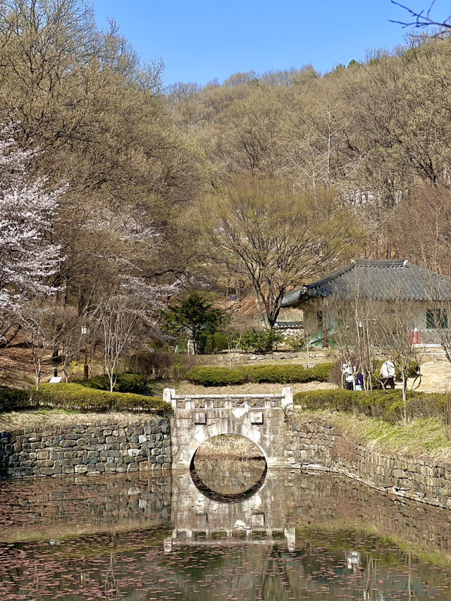 대전 벚꽃 명소 🌸