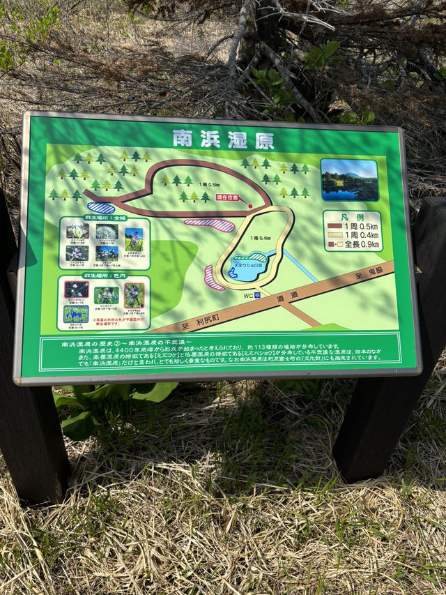 【利尻島】利尻島最大の高層湿原で季節の花と絶景を満喫！南浜湿原