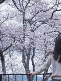 大阪飛去日本東北賞櫻: 一目千木櫻 