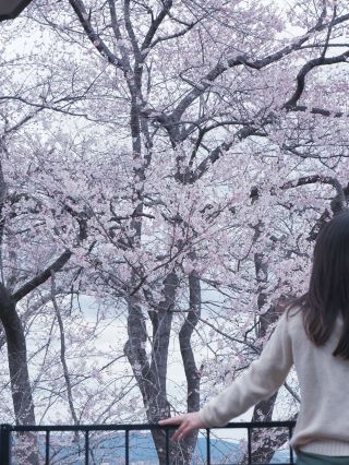 오사카에서 일본 도호쿠로 떠나 벚꽃 구경: 이치모쿠센본자쿠라