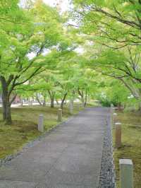 【行く前にこれ見て】名勝庭園を彩る翠の絨毯！心静かに新緑の美を味わう🌿✨※周辺観光情報付