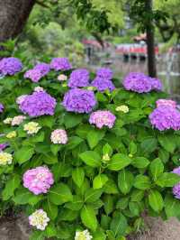 【福岡観光】色とりどりの紫陽花が浮かぶ花手水❁⃘