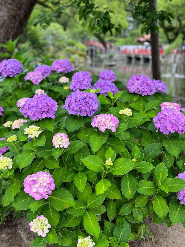 【福岡観光】色とりどりの紫陽花が浮かぶ花手水❁⃘
