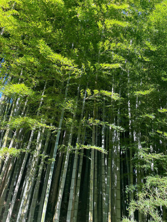自然とアートが融合した美しすぎる美術館🌿🤍