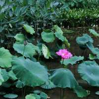 仙湖植物園端午行：尋古寺鐘聲·探萬株綠意