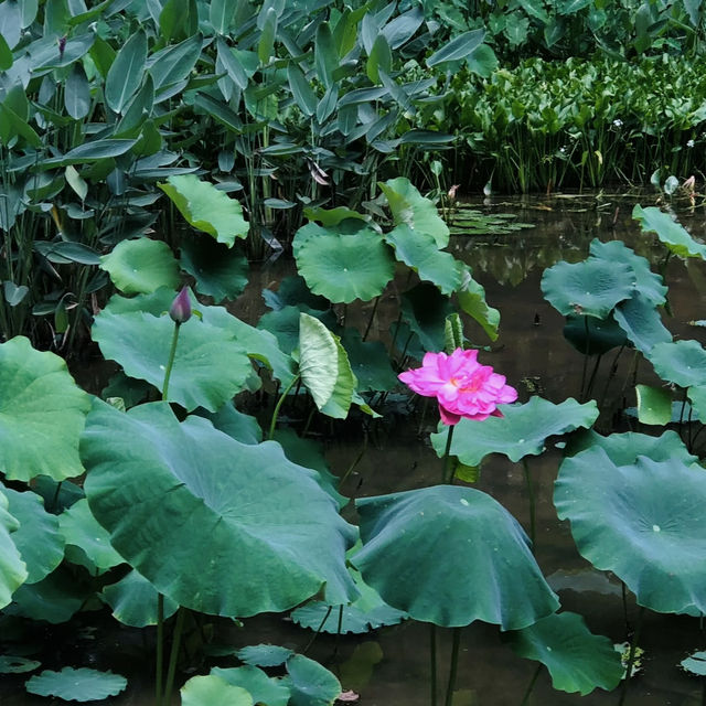 仙湖植物園端午行：尋古寺鐘聲·探萬株綠意