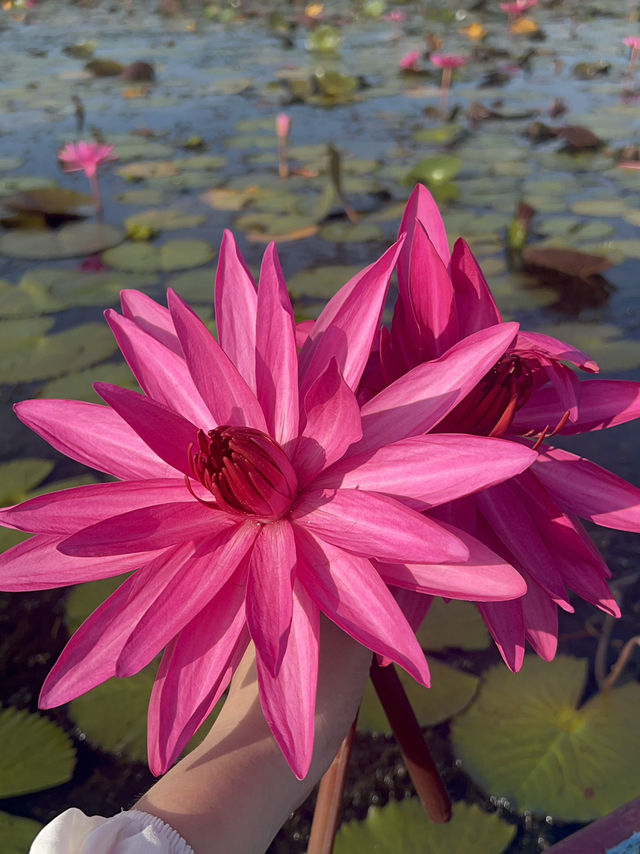 🌸 想体验一场贴近自然、超梦幻的水上之旅？那你一定要来南泰的隐藏秘境 —— Thale Noi 莲花湖，就位于 🇹🇭Phatthalung 帕塔卢翁。