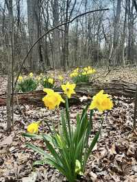 Prospect Park