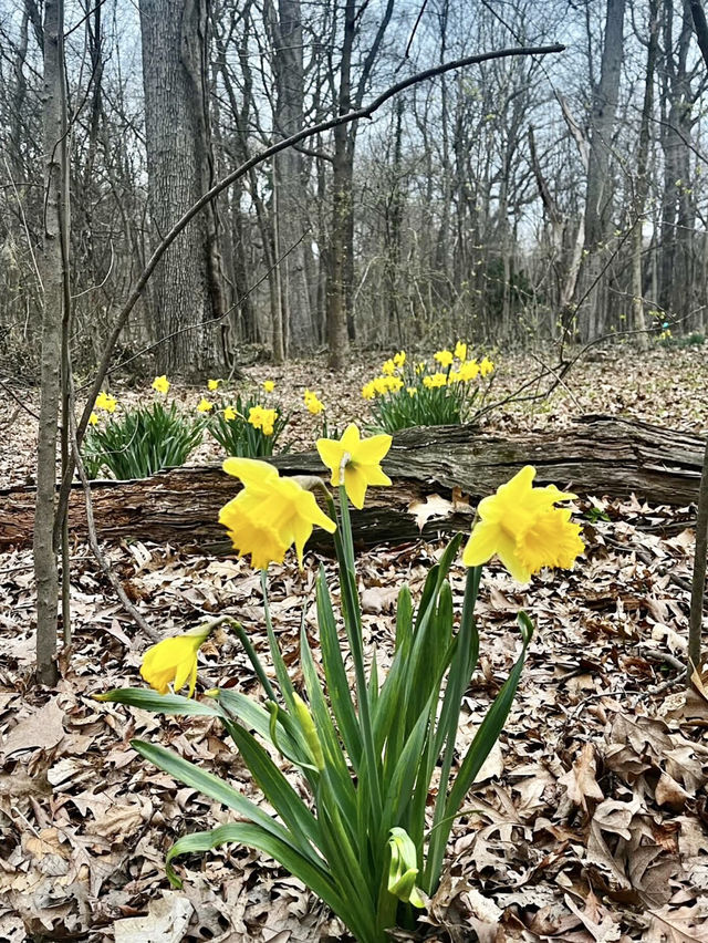 Prospect Park
