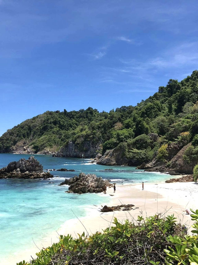 お財布に優しく、心には贅沢。シミランで賢く海の世界を楽しもう！🌊🐠✨