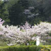 Whispers of Sakura: A Slow Journey Through Tottori’s Hidden Trails