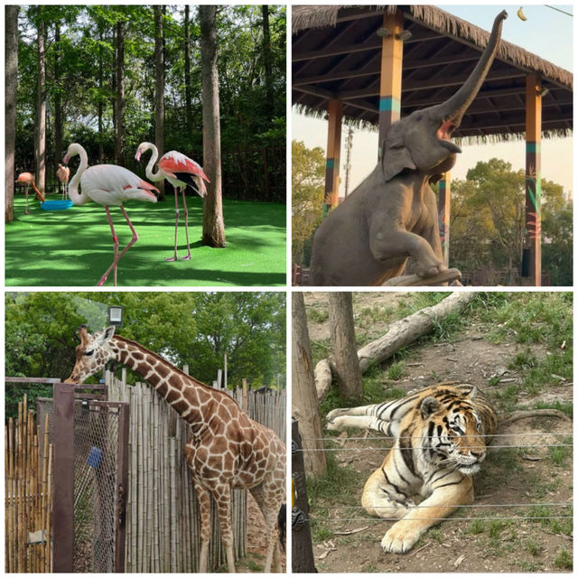 【中国/上海/上海野生動物園】希少な野生動物を見に行こう！