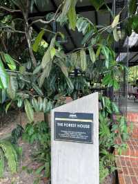 Summer Hiking Escape at Taman Tugu Forest Trail